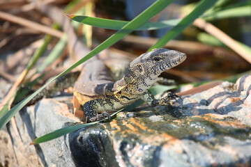 Nilwaran / Nile monitor / Varanus niloticus