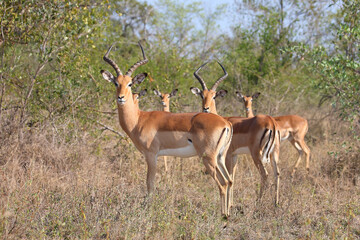 Schwarzfersenantilope / Impala / Aepyceros melampus