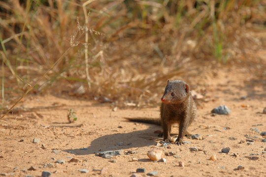 S&uuml;dliche Zwergmanguste / Dwarf mongoose / Helogale parvula