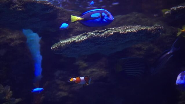 Close up of blue surgeon fish swimming next to a clownfish. Nemo film recreation 