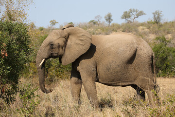 Fototapeta premium Afrikanischer Elefant / African elephant / Loxodonta africana