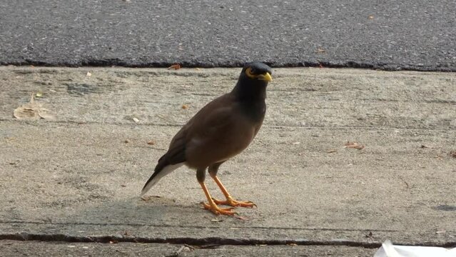 The common myna or Indian myna (Acridotheres tristis) looks around warily.