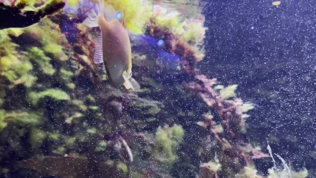 snipefish the macroramphosus snipefish swims in the mediterranean sea on algae and stones