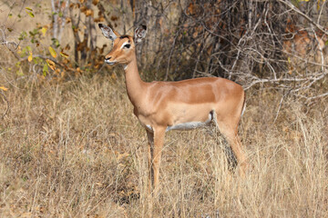 Schwarzfersenantilope / Impala / Aepyceros melampus