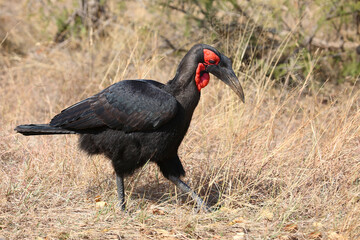 Kaffernhornrabe / Southern ground hornbill / Bucorvus leadbeateri