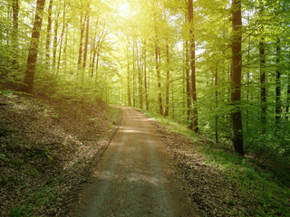 Obraz premium Spring Forest. A path leads through a sun-drenched spring forest in Kraichgau, Germany.