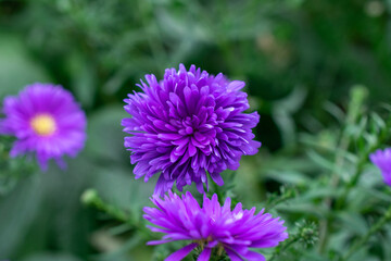 Obraz premium China Aster | Callistephus chinensis