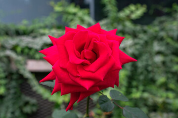 A Red rose | Bengal rose | Rosa chinensis