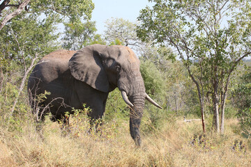 Obraz premium Afrikanischer Elefant / African elephant / Loxodonta africana