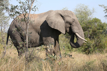 Fototapeta premium Afrikanischer Elefant / African elephant / Loxodonta africana