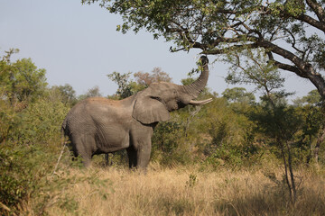 Afrikanischer Elefant / African elephant / Loxodonta africana