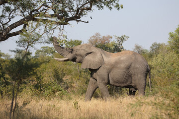 Fototapeta premium Afrikanischer Elefant / African elephant / Loxodonta africana