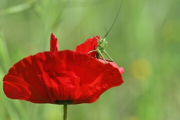 Obraz premium sauterelle sur coquelicot 4