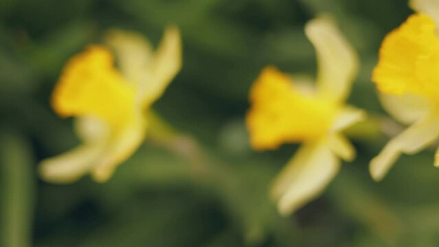 many yellow daffodils close up with shallow depth of field