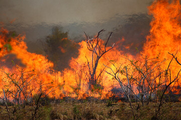 Afrikanischer Busch - Krügerpark - Buschfeuer / African Bush - Kruger Park - Bushfire /