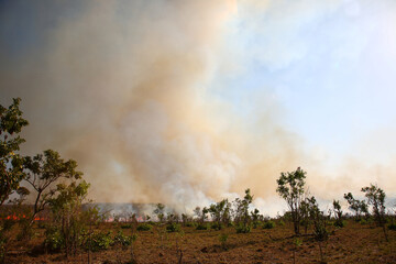 Afrikanischer Busch - Krügerpark - Buschfeuer / African Bush - Kruger Park - Bushfire /