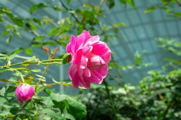 A pink Rose | Wichura's rose | Rosa luciae