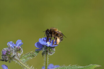 Close up hairy-footed flower bee (Anthophora plumipes) on flowers of green alkanet (Pentaglottis sempervirens), family borage (Boraginaceae) in the garden. Spring, Netherlands, May