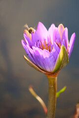 Blume mit Biene / Flower with bee / Flos et Apiformes