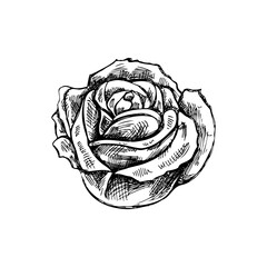 Hand drawn sketch illustration of rose. Vector  tattoo design element. Vintage illustration.