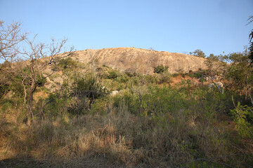 Afrikanischer Busch - Krügerpark - Mount Shabeni / African Bush - Kruger Park - Mount Shabeni /