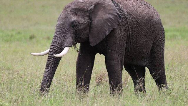 African elephant sub-adult, walking in the long grass in Kenya's Masai Mara national park