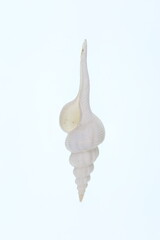 white decorative seashell isolated on white background