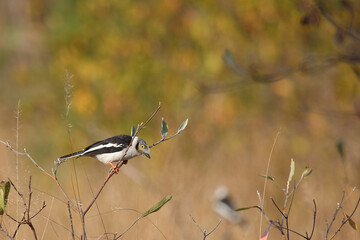 Weißschopf-Brillenwürger / White-crested helmet-shrike / Prionops plumatus