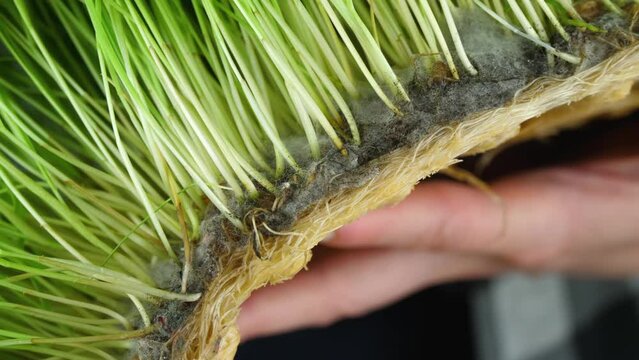 Wheat sprouts filled with mold, fungus close-up. Grain quality, agriculture. Bioengineering