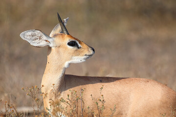 Afrikanischer Steinbock / Steenbok / Raphicerus campestris