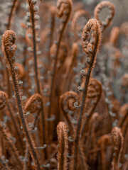  young silver fern 