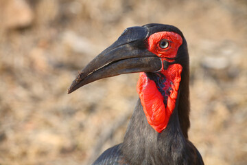 Kaffernhornrabe / Southern ground hornbill / Bucorvus leadbeateri © Ludwig