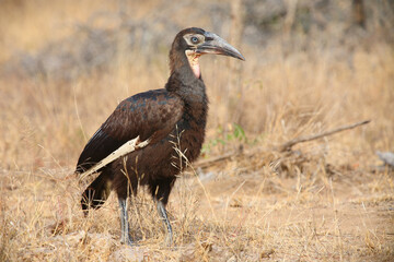 Kaffernhornrabe / Southern ground hornbill / Bucorvus leadbeateri. © Ludwig