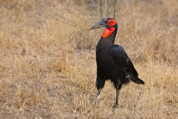 Kaffernhornrabe / Southern ground hornbill / Bucorvus leadbeateri
