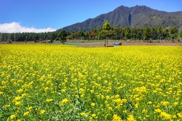 Mustard plants grown in fields in the mountainous area of ​​Jampit, Bondowoso, East Java