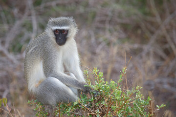 Grüne Meerkatze / Vervet monkey / Cercopithecus aethiops .