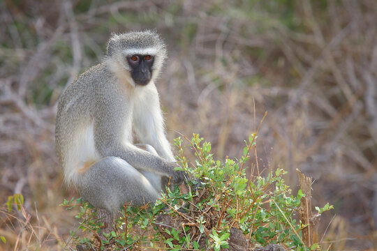 Gr&uuml;ne Meerkatze / Vervet monkey / Cercopithecus aethiops .