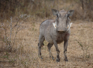 Warzenschwein / Warthog / Phacochoerus africanus