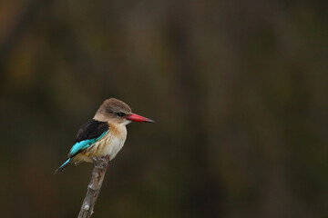 Braunkopfliest / Brown-hooded kingfisher / Halcyon albiventris