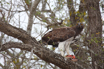Kampfadler / Martial Eagle / Polemaetus bellicosus