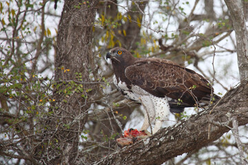Kampfadler / Martial Eagle / Polemaetus bellicosus