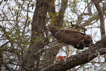 Kampfadler / Martial eagle / Polemaetus bellicosus..