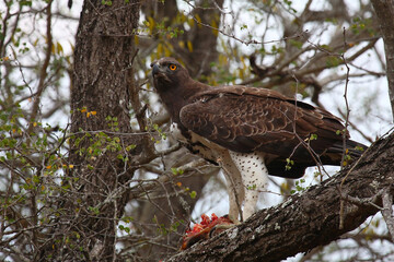 Kampfadler / Martial Eagle / Polemaetus bellicosus