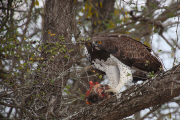 Kampfadler / Martial Eagle / Polemaetus bellicosus