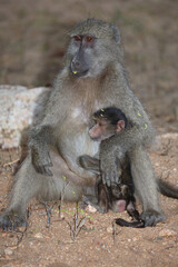 Bärenpavian / Chacma baboon / Papio ursinus