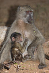 Bärenpavian / Chacma baboon / Papio ursinus