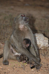 Bärenpavian / Chacma baboon / Papio ursinus