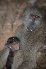Bärenpavian / Chacma baboon / Papio ursinus