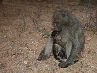 Bärenpavian / Chacma baboon / Papio ursinus