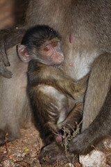 Bärenpavian / Chacma baboon / Papio ursinus